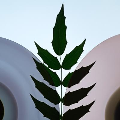 Transparences éphémères - Mahonia du Japon 3 carré.jpg